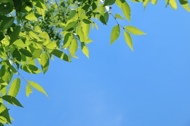 青空の中の木の葉